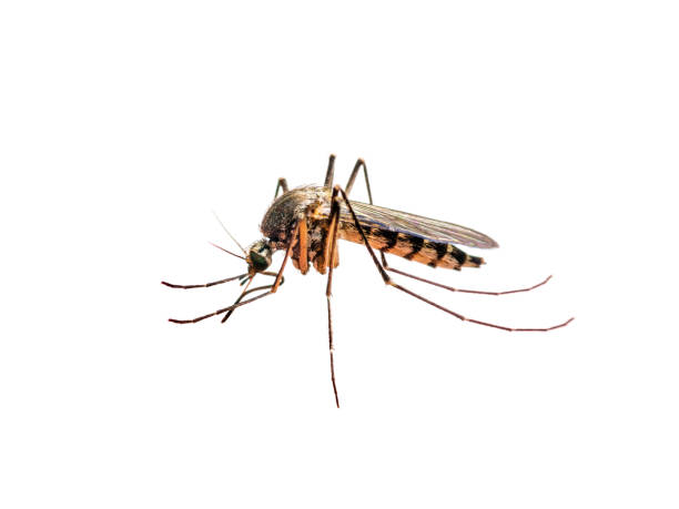 puntura di zanzara infetta isolata su bianco - mosquito foto e immagini stock