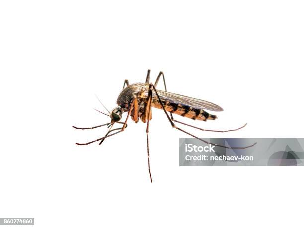 Infected Mosquito Bite Isolated On White Stock Photo - Download Image Now - Mosquito, Cut Out, White Background
