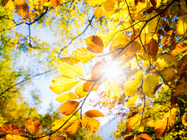 istock Autumn leaves and sun 860284852