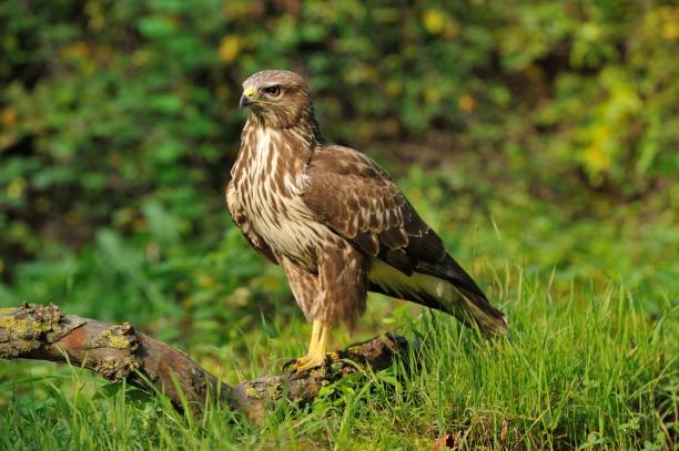 eurasian buzzard (buteo buteo) - eurasian buzzard imagens e fotografias de stock