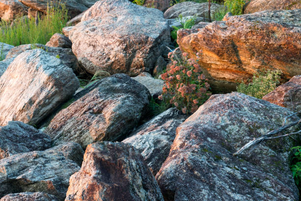 istock Rocks and flowers by Lake Lanier 860292230