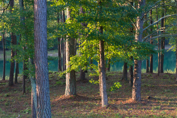 Woods by Lake Lanier in morning, Georgia, USA