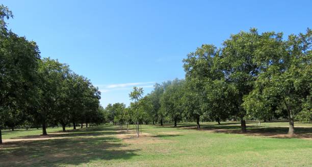 ピーカングローヴ - pecan nut hickory tree food and drink ストックフォトと画像