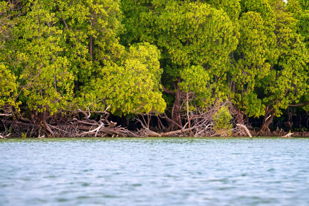 istock Coastal line with mangrove shrubs 860298412