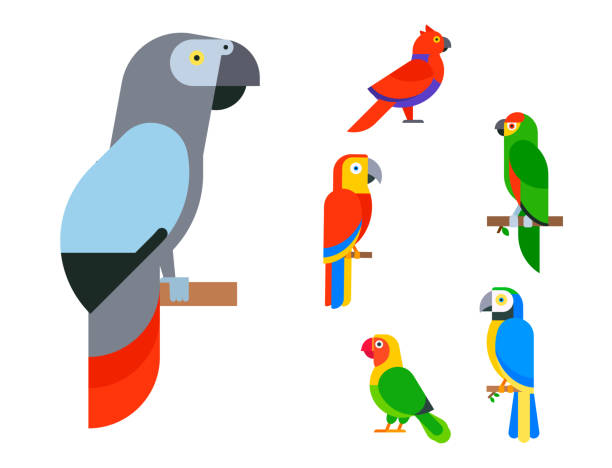 Parrots birds breed species animal nature tropical parakeets education colorful pet vector illustration Parrots birds breed species and animal nature tropical parakeets education colorful pet vector illustration. Macaw wild beak wing exotic color avian perch feather avifauna. parrots beak heliconia stock illustrations
