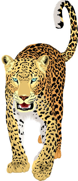 vector isolated leopard or jaguar vector isolated leopard or jaguar jaguar stock illustrations