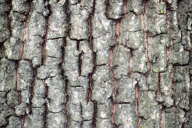 Oak bark tree wood trunk macro, background, texture stock photo