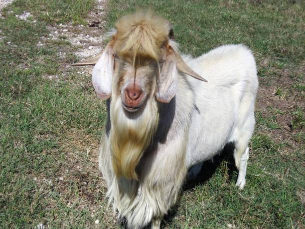 A nubian goat in a field