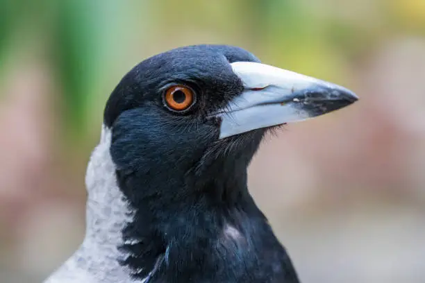 Extreme close up portrait of a magpie.