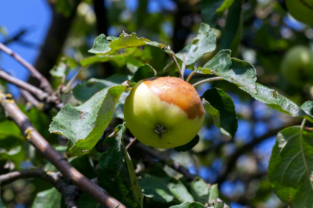 zgniłe jabłko na drzewie - rotting apple fruit rudeness zdjęcia i obrazy z banku zdjęć