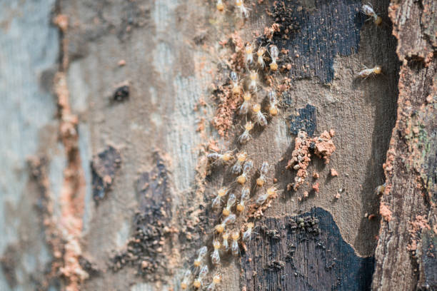termites travel on the wooden tree