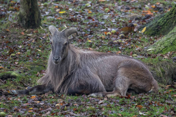 istock Majestic Himalayan Tahr Goat resting 860309360