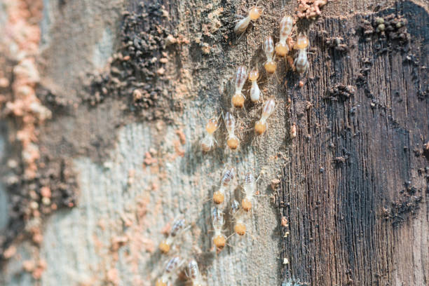 istock termites travel on the wooden tree 860309418