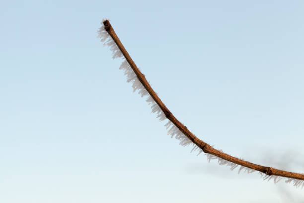 a photo of trees whose branches are covered with frost after frost.