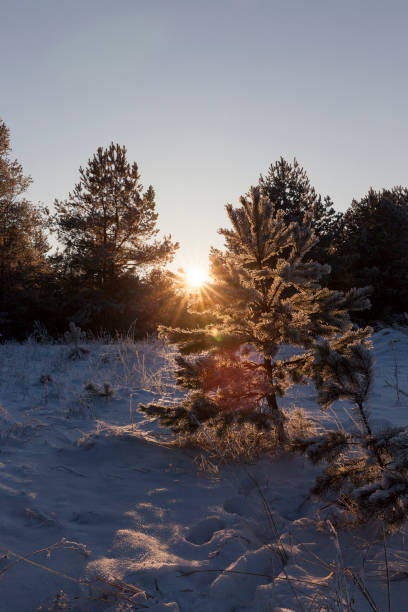 Snow drifts in winter