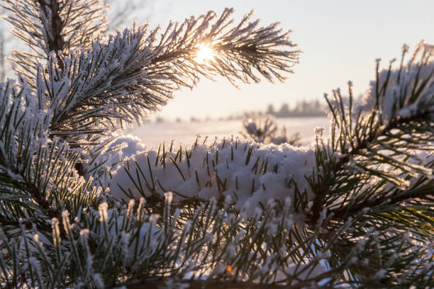 Pines in the rime