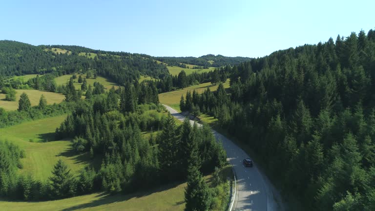 AERIAL: Black SUV car driving on road through spruce forest in lush countryside