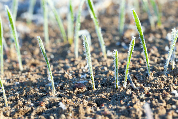 istock agricultural plants, frost 860313312