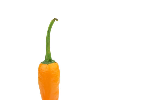 Red Chilli