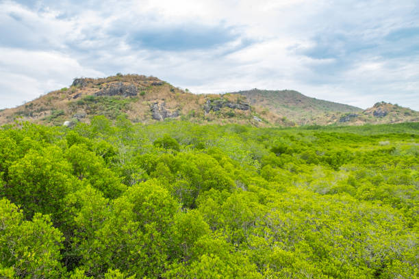 istock Mangrove forest with mountain and blue sky ,Study natural trails 860313588