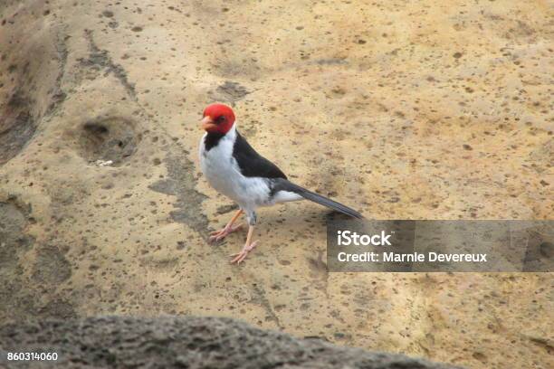 Yellowbilled Cardinal Stock Photo - Download Image Now - Animal Wildlife, Big Island - Hawaii Islands, Bird