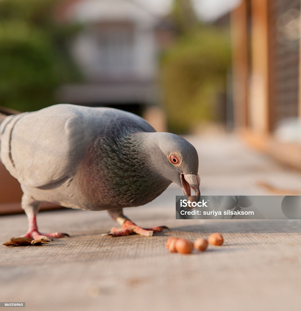 Chim Bồ Câu Homing Ăn Đậu Phộng Hình ảnh Sẵn có - Tải xuống Hình ...