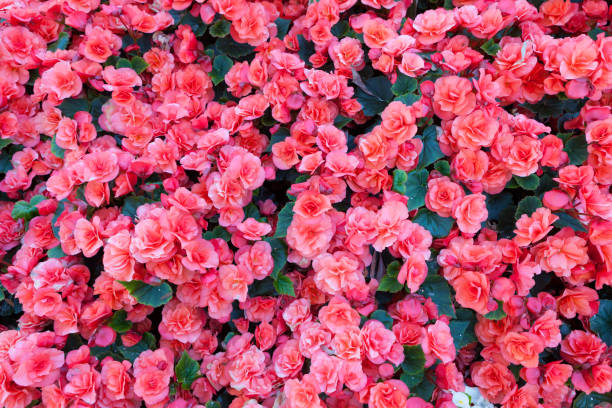 istock Beautiful flowers in park 860317644