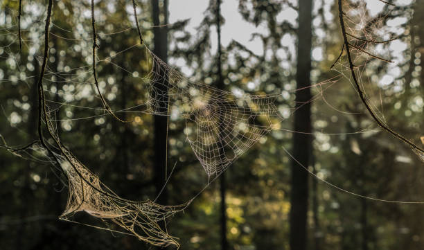 istock Silver and gold cobweb near Kladska pond 860318612