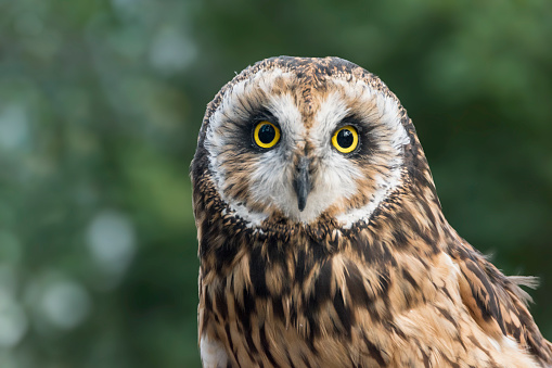 Short eared owl (Asio flammeus)