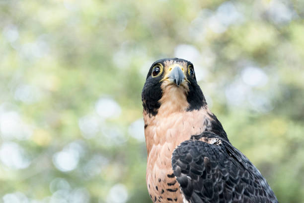 istock Peregrine Falcon (Falco peregrinus) 860319374