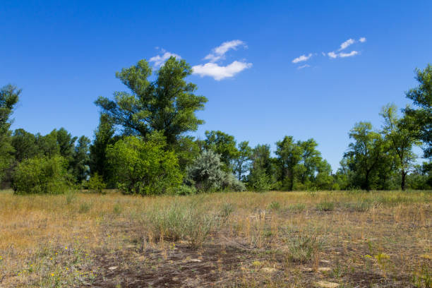 istock Summer landscape with green trees, meadow and blue sky 860321672