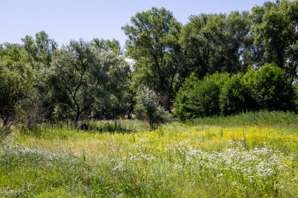 istock Summer landscape with green trees, meadow and blue sky 860321680