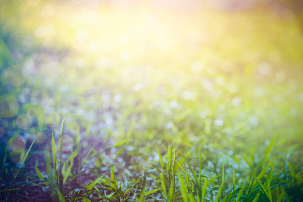 grama borrada contra fundo de bokeh de luz solar - last opportunity emotional stress green - fotografias e filmes do acervo