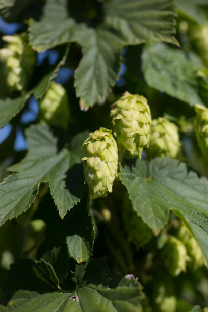 istock Cascade hops growing on trellises on a farm in Indiana 860325004