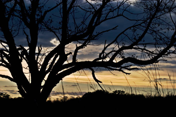 Tree Silhouette stock photo