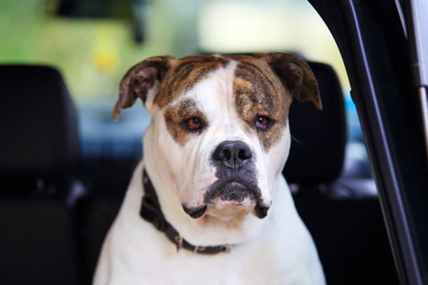 istock Serious american bulldog in car 860329172
