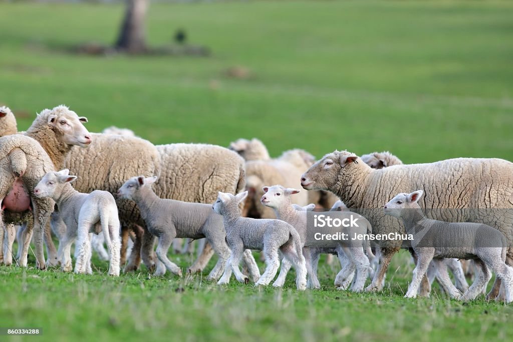 Troupeau de moutons  - Photo de Agneau - Animal libre de droits