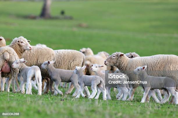 Flock Of Sheep Stock Photo - Download Image Now - Lamb - Animal, Australia, Sheep Farm