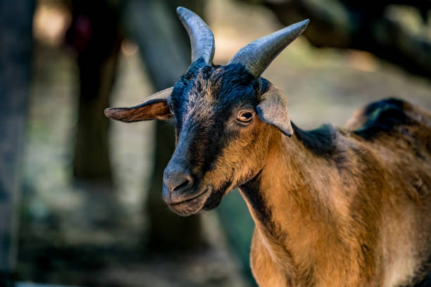istock Close up of brown goat 860337682