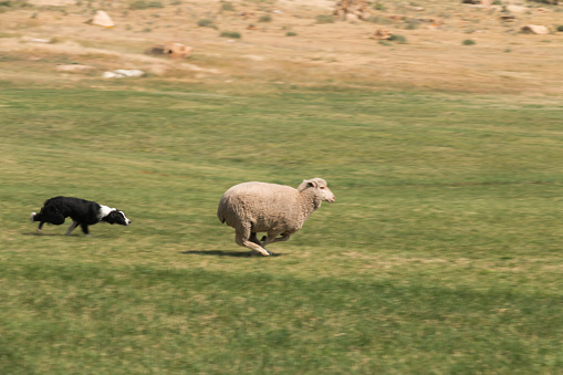 sheep dog herding a lamb