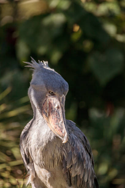 istock African Shoebill stork Balaeniceps rex 860340786