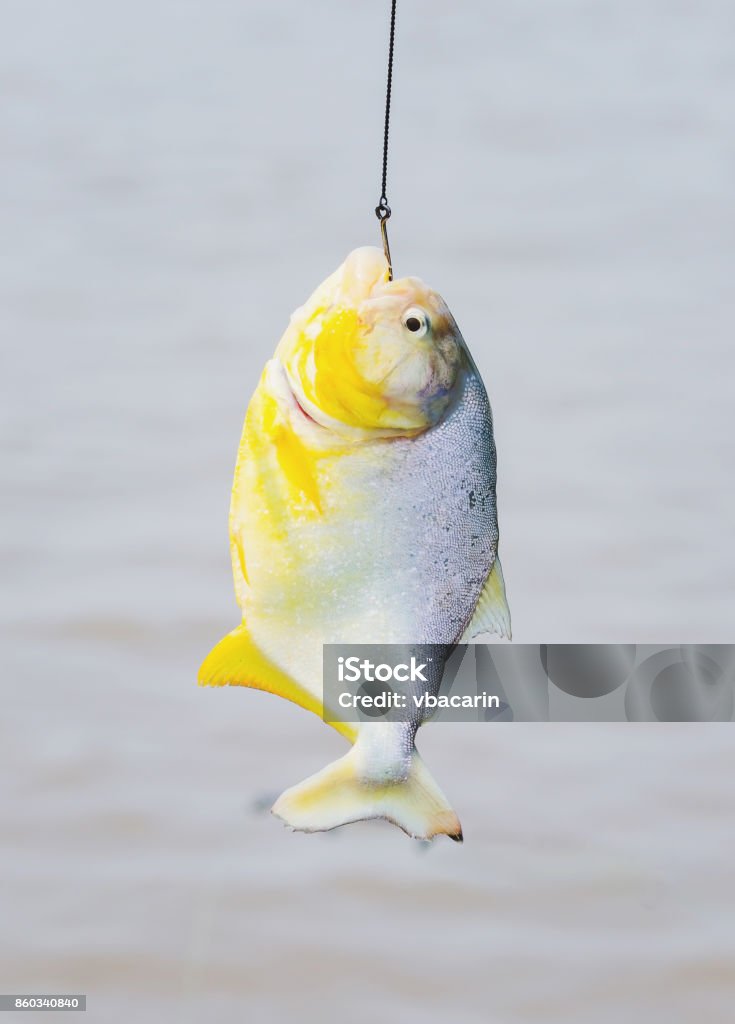 Piranha Hooked Hanging By Hook In Fishing Line Stock Photo