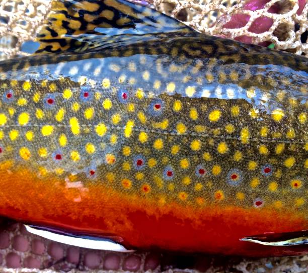 Colorful Brook Trout Brook Trout in Bright Spawning Colors brook trout stock pictures, royalty-free photos & images