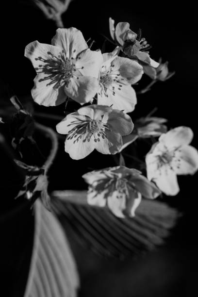 istock flower of wild strawberry 860345788