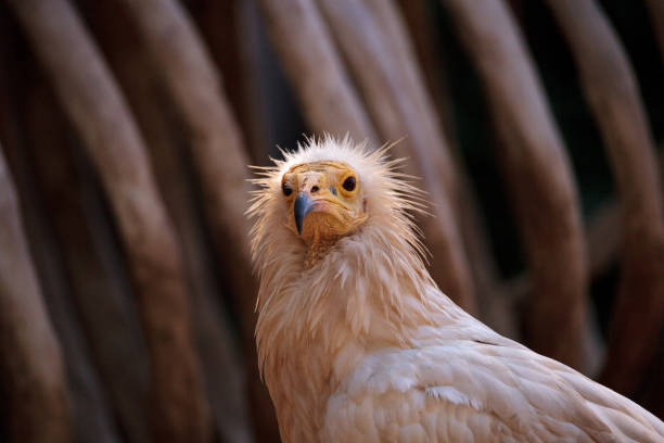 Black vulture head