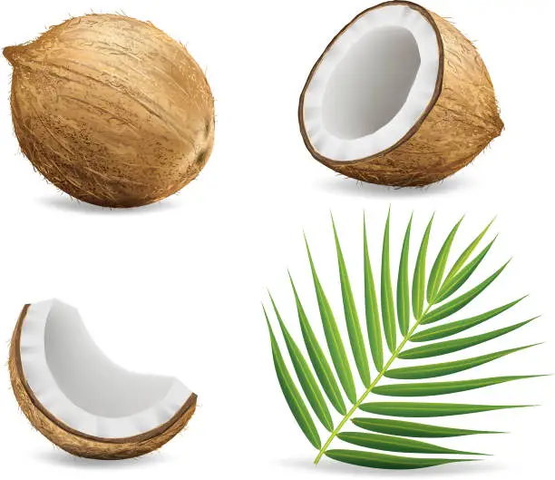 Vector illustration of Coconuts isolated on white background.illustration