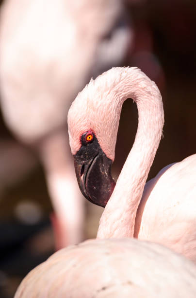 istock Pink lesser flamingo, Phoeniconaias minor 860351214