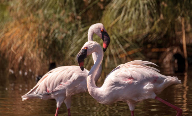 istock Pink lesser flamingo, Phoeniconaias minor 860351354