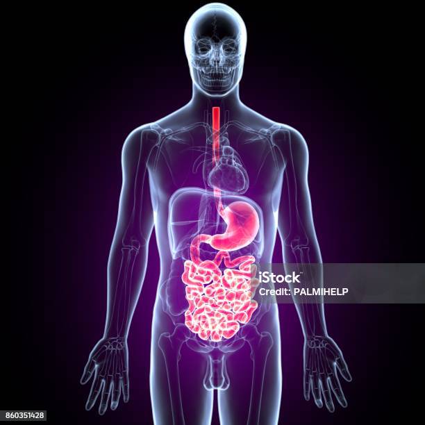 3d Illustration Of Human Digestive System Anatomy Stock Photo - Download Image Now