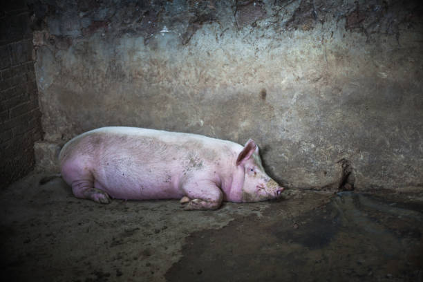 istock pig in the fence 860351904